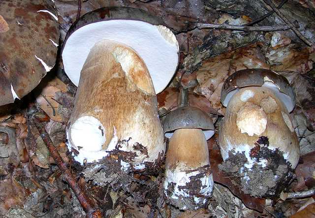 2005 :  Un anno di funghi
